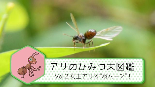 Vol.2　女王アリの〝羽ムーン”！
