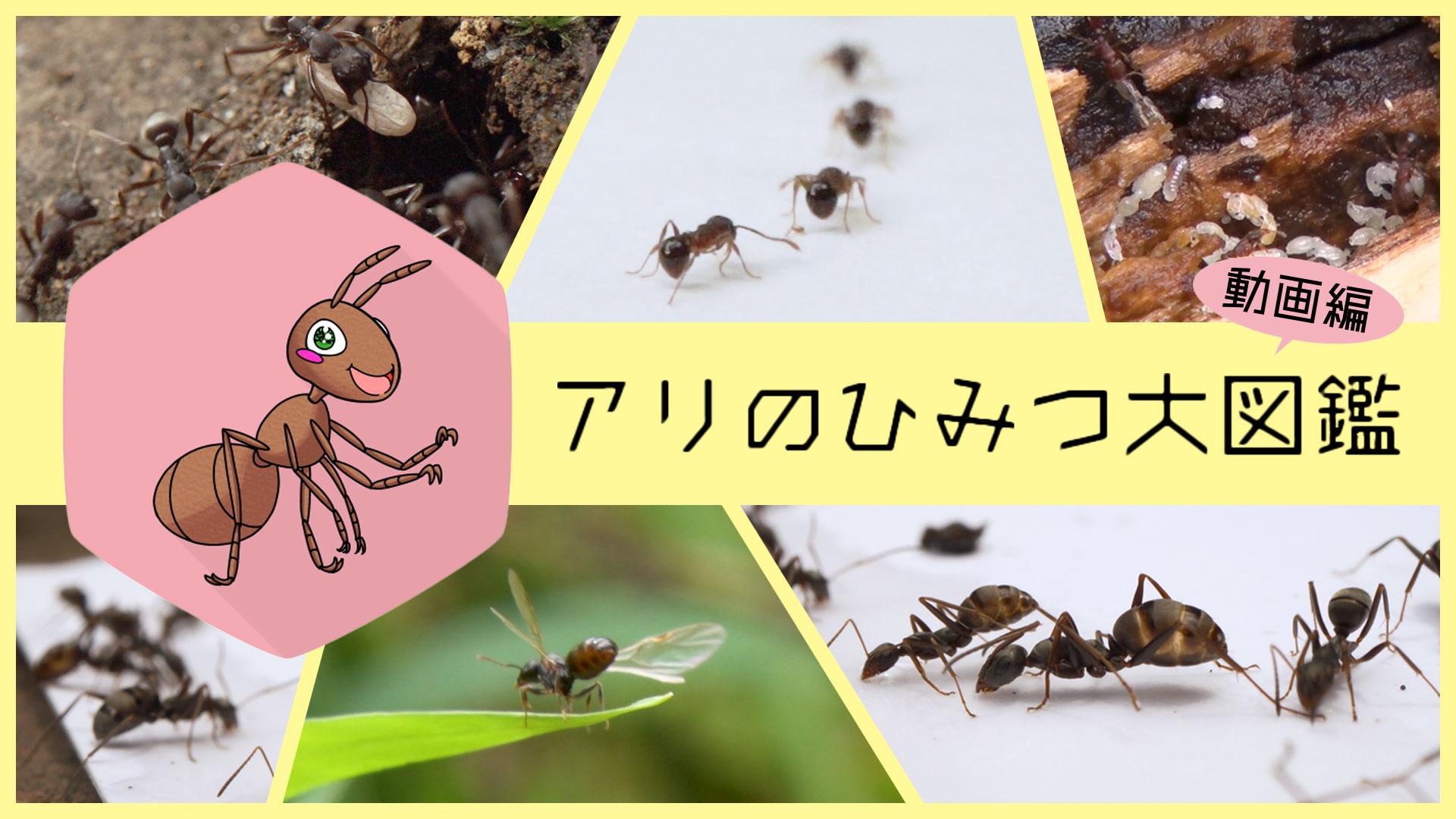 アリのひみつ大図鑑 | ネットでBS見逃し配信・レンタル・見放題